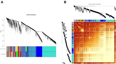 Co-expression network analysis for identification of novel biomarkers of bronchopulmonary dysplasia model